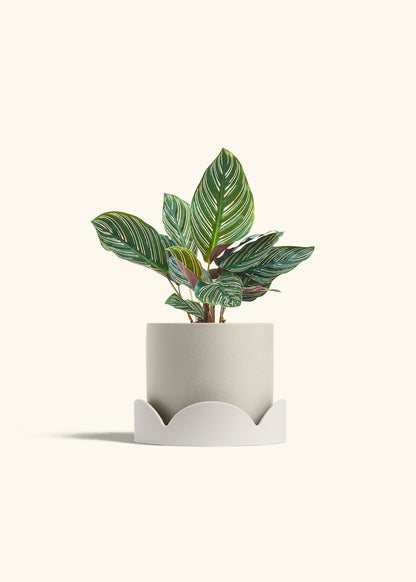 Calathea Pinstripe in a 6 inches Oat Classic Cylinder Planter in a Oat Petal Drip Tray
