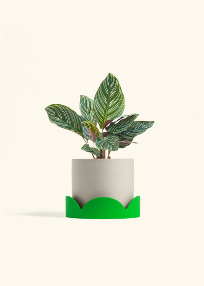 Calathea Pinstripe in a 6 inches Oat Classic Cylinder Planter in a Shamrock Petal Drip Tray
