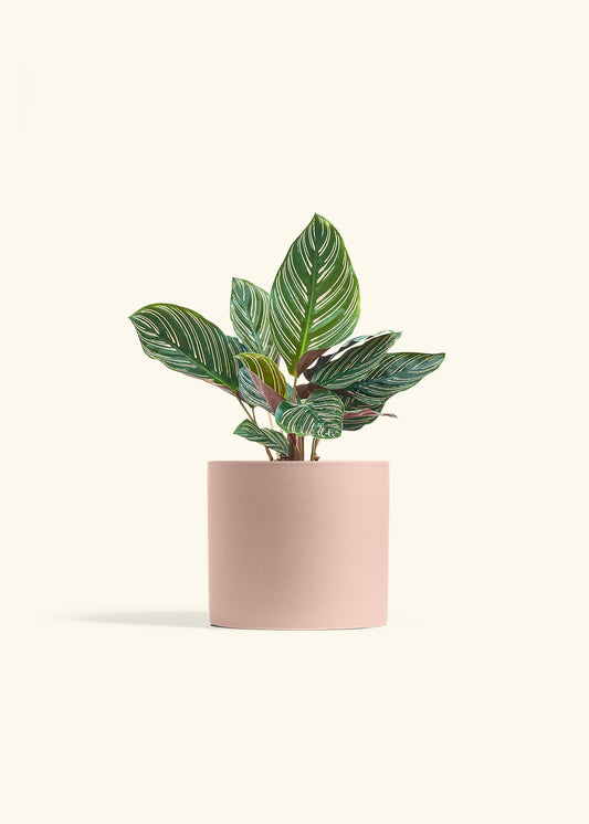 Calathea Pinstripe in a 6 inches Pink Classic Cylinder Planter 