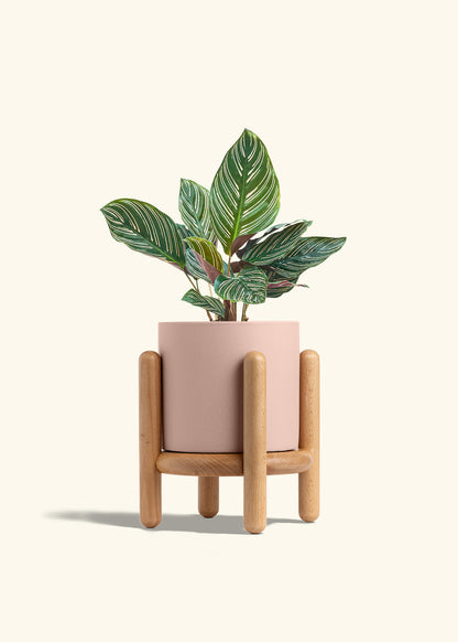 Calathea Pinstripe in a 6 inches Pink Classic Cylinder Planter in a Beech Wood Stand