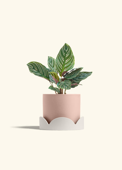 Calathea Pinstripe in a 6 inches Pink Classic Cylinder Planter in a Oat Petal Drip Tray
