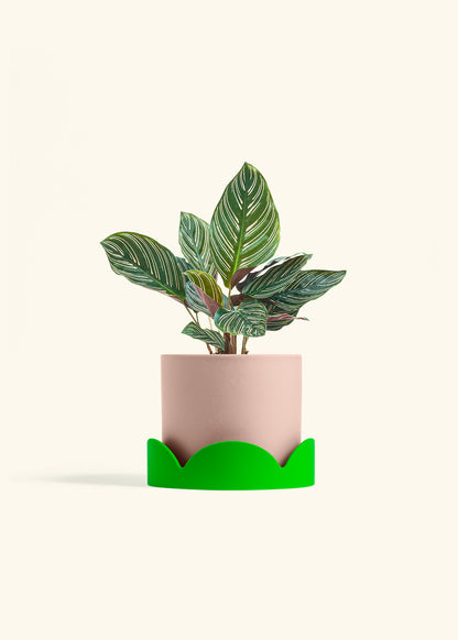Calathea Pinstripe in a 6 inches Pink Classic Cylinder Planter in a Shamrock Petal Drip Tray