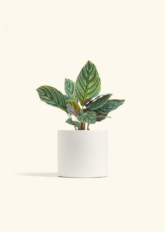 Calathea Pinstripe in a 6 inches White Classic Cylinder Planter 