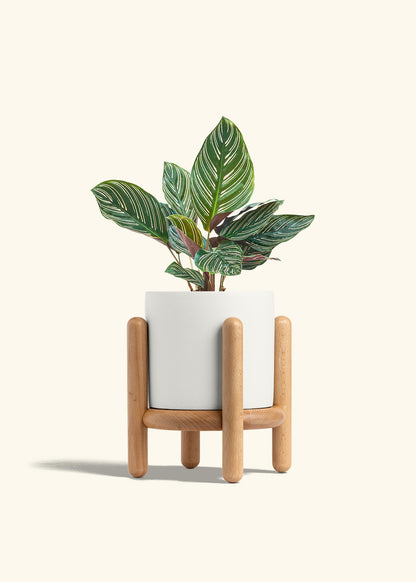 Calathea Pinstripe in a 6 inches White Classic Cylinder Planter in a Beech Wood Stand