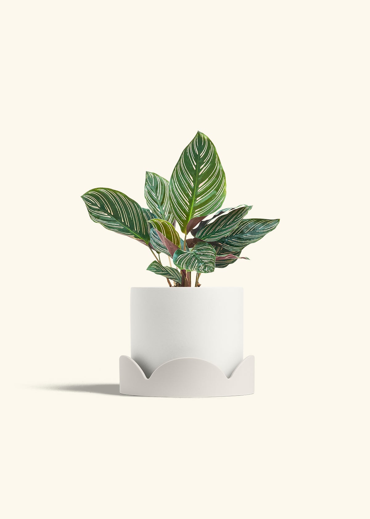 Calathea Pinstripe in a 6 inches White Classic Cylinder Planter in a Oat Petal Drip Tray