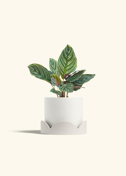 Calathea Pinstripe in a 6 inches White Classic Cylinder Planter in a Oat Petal Drip Tray