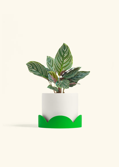Calathea Pinstripe in a 6 inches White Classic Cylinder Planter in a Shamrock Petal Drip Tray