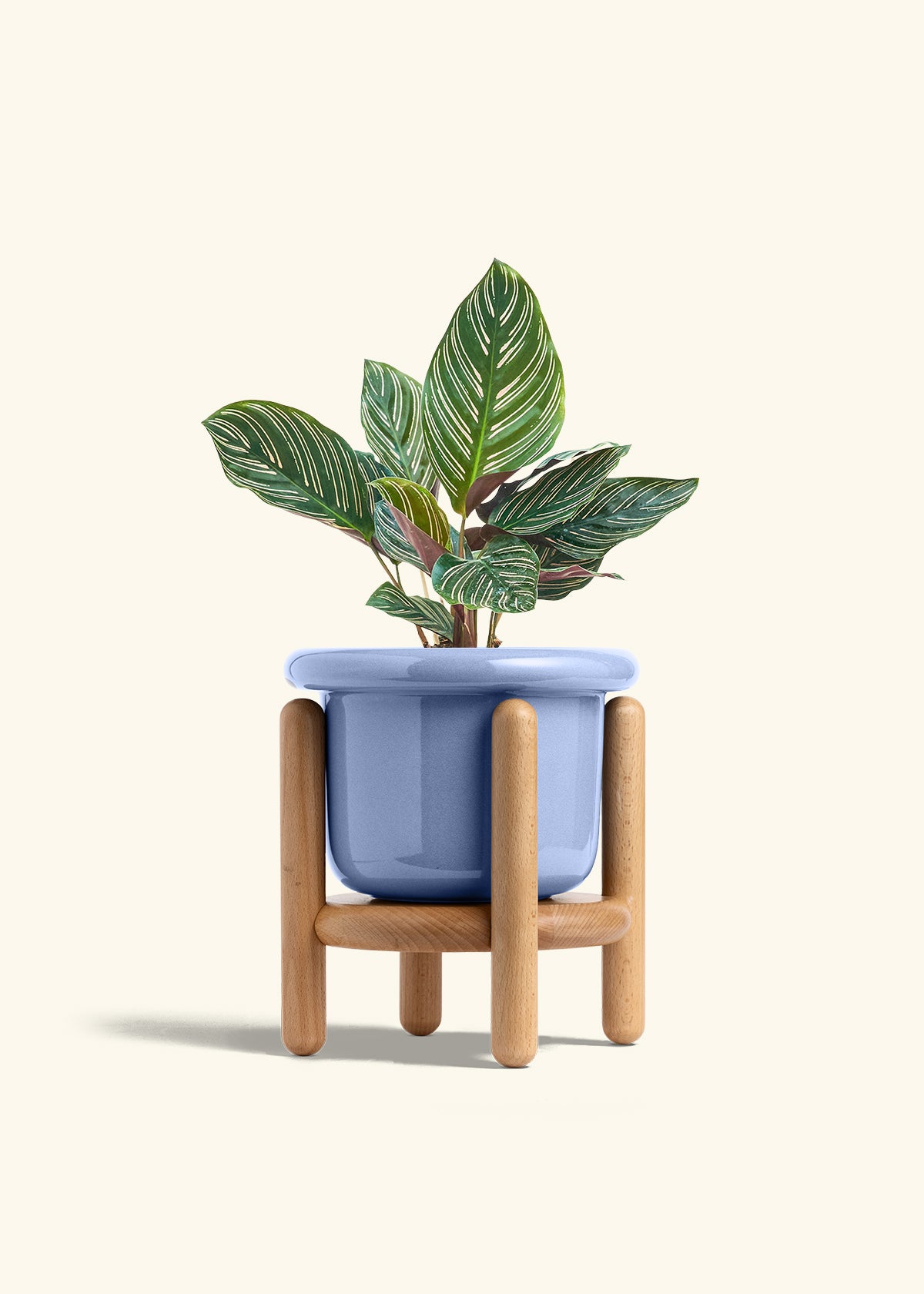 Calathea Pinstripe in a 6 inches Fat Lip Blue Planter in a Beech Wood Stand