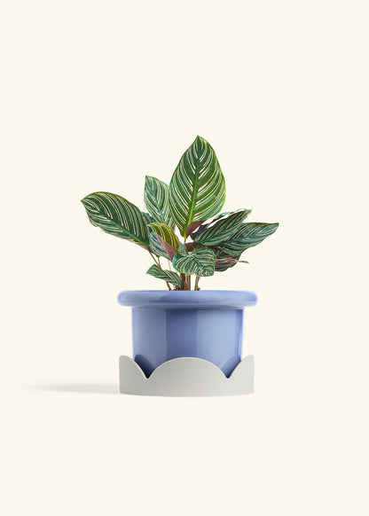 Calathea Pinstripe in a 6 inches Fat Lip Blue Planter in a Oat Petal Drip Tray