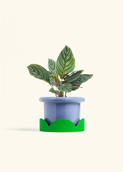Calathea Pinstripe in a 6 inches Fat Lip Blue Planter in a Shamrock Petal Drip Tray