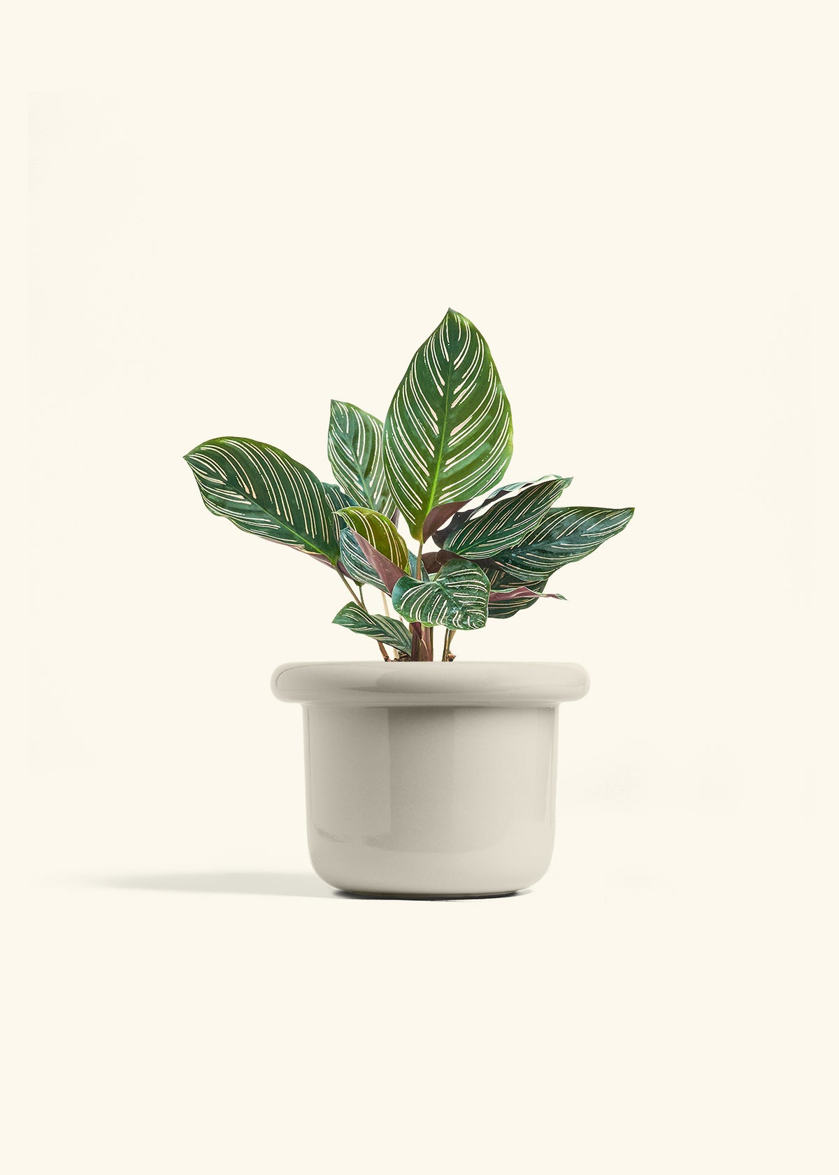 Calathea Pinstripe in a 6 inches Fat Lip Oat Planter 