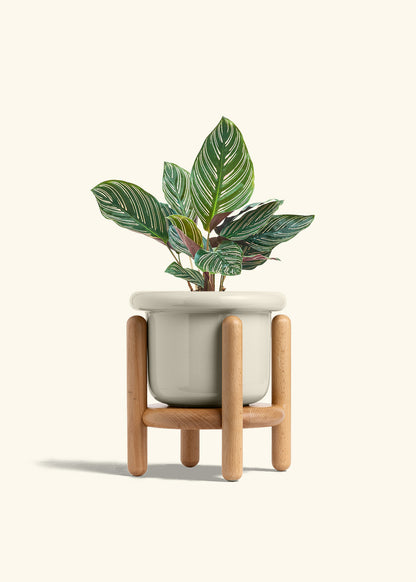 Calathea Pinstripe in a 6 inches Fat Lip Oat Planter in a Beech Wood Stand