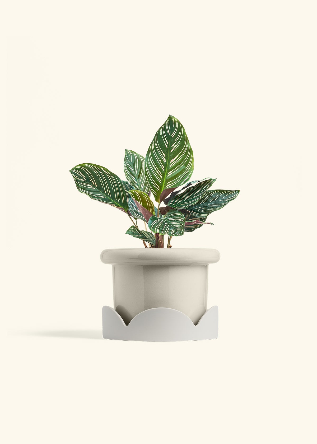 Calathea Pinstripe in a 6 inches Fat Lip Oat Planter in a Shamrock Petal Drip Tray