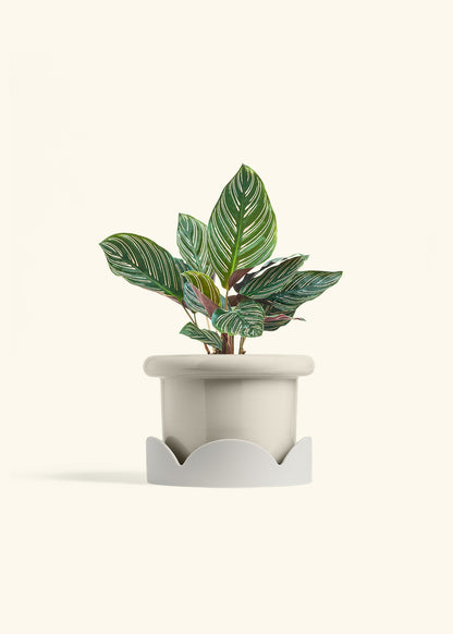 Calathea Pinstripe in a 6 inches Fat Lip Oat Planter in a Shamrock Petal Drip Tray