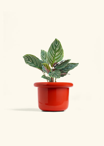 Calathea Pinstripe in a 6 inches Fat Lip Red Planter 