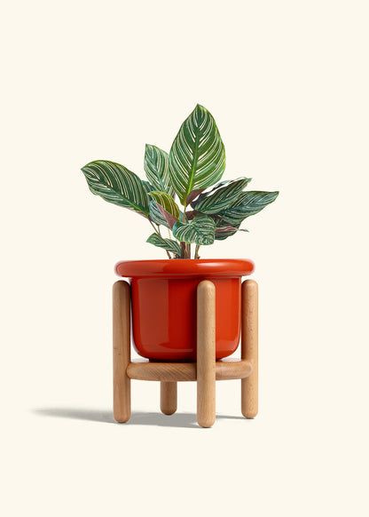 Calathea Pinstripe in a 6 inches Fat Lip Red Planter in a Beech Wood Stand