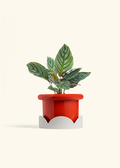Calathea Pinstripe in a 6 inches Fat Lip Red Planter in a Oat Petal Drip Tray