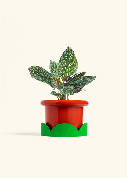Calathea Pinstripe in a 6 inches Fat Lip Red Planter in a Shamrock Petal Drip Tray