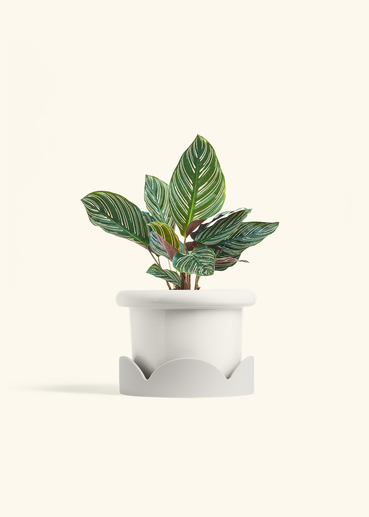 Calathea Pinstripe in a 6 inches Fat Lip White Planter in a Oat Petal Drip Tray