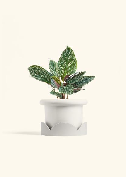 Calathea Pinstripe in a 6 inches Fat Lip White Planter in a Oat Petal Drip Tray