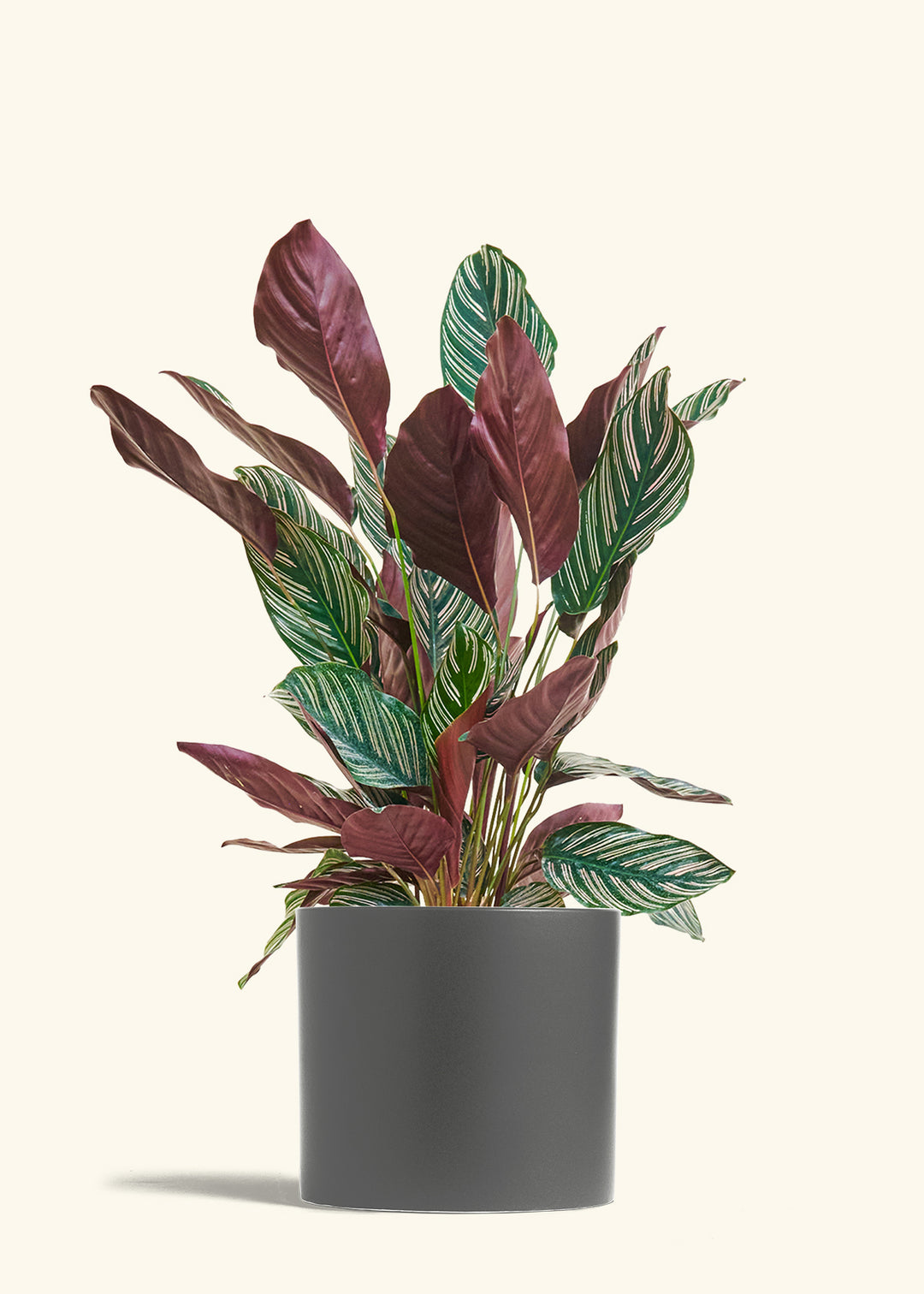Calathea Pinstripe in a 8 inches Charcoal Classic Cylinder Planter 