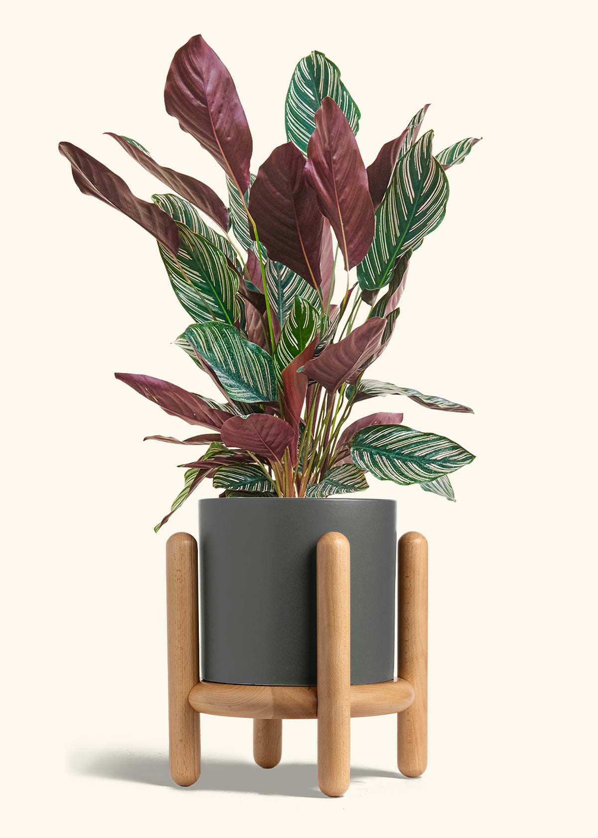 Calathea Pinstripe in a 8 inches Charcoal Classic Cylinder Planter in a Beech Wood Stand