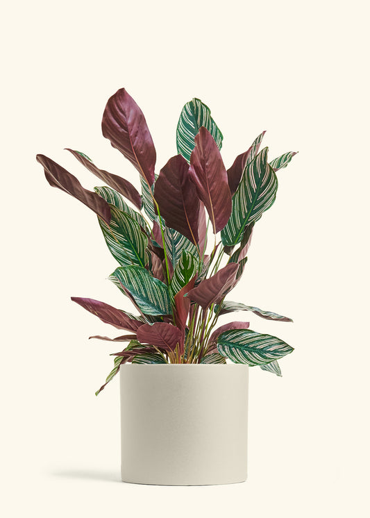 Calathea Pinstripe in a 8 inches Oat Classic Cylinder Planter 