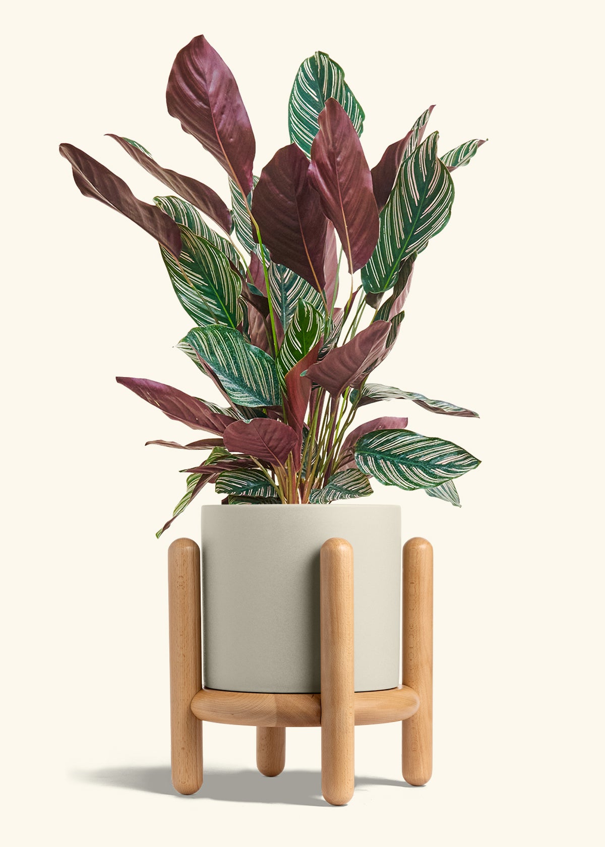 Calathea Pinstripe in a 8 inches Oat Classic Cylinder Planter in a Beech Wood Stand