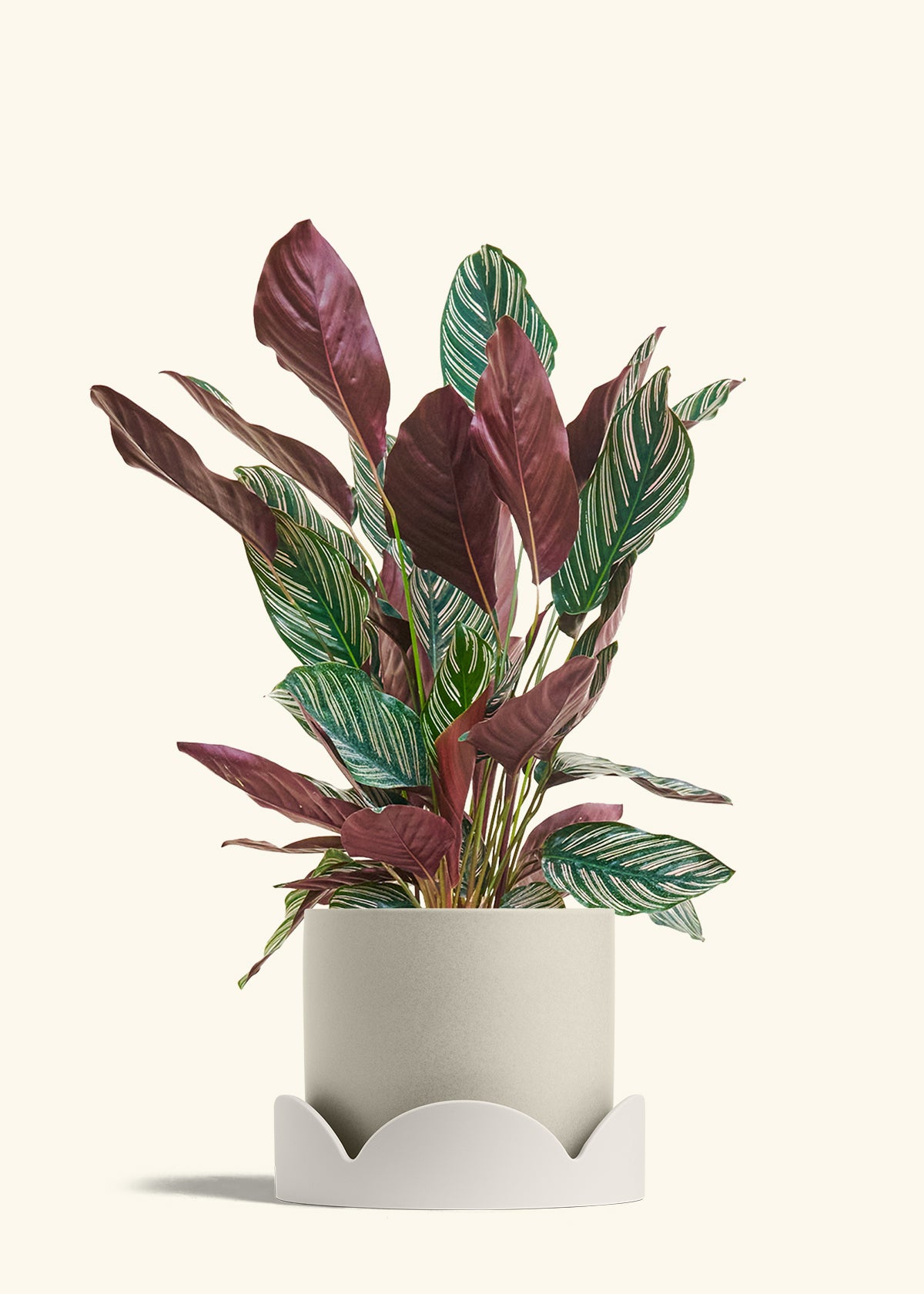calathea ornata pinstripe prayer plant Calathea Pinstripe