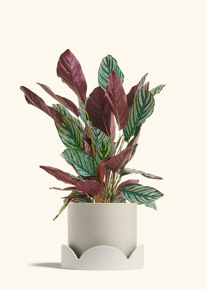 Calathea Pinstripe in a 8 inches Oat Classic Cylinder Planter in a Oat Petal Drip Tray