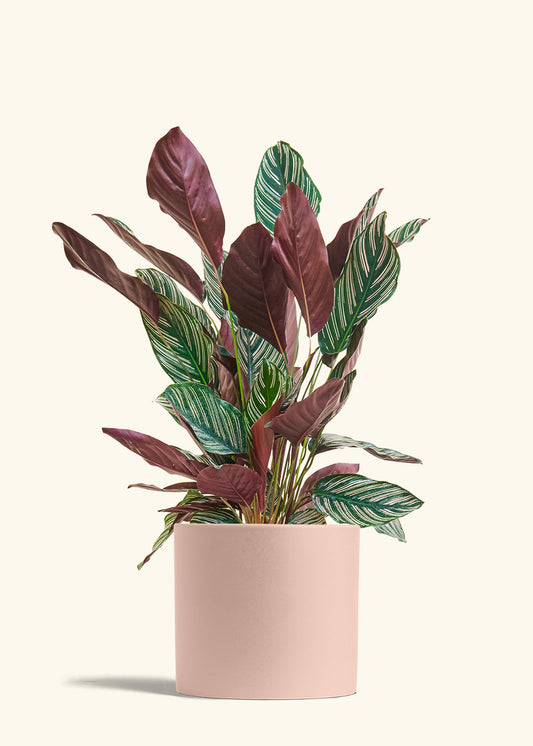 Calathea Pinstripe in a 8 inches Pink Classic Cylinder Planter 