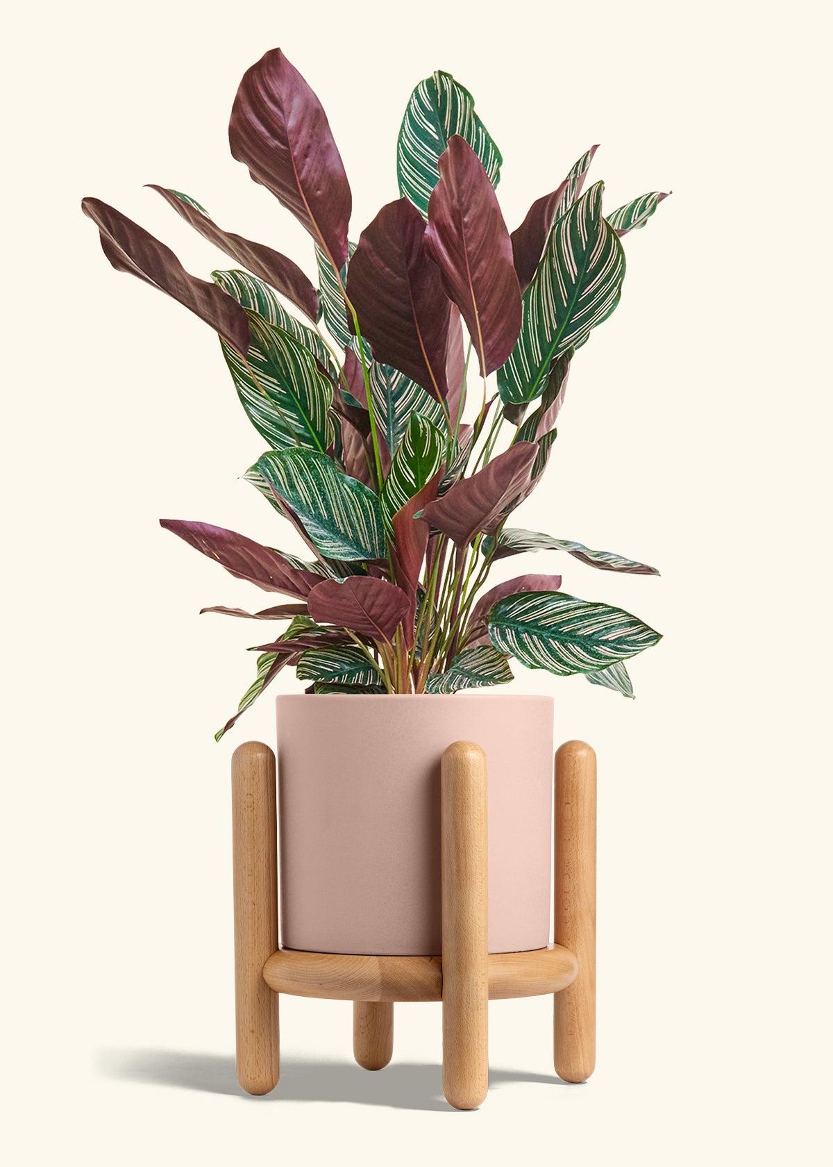Calathea Pinstripe in a 8 inches Pink Classic Cylinder Planter in a Beech Wood Stand