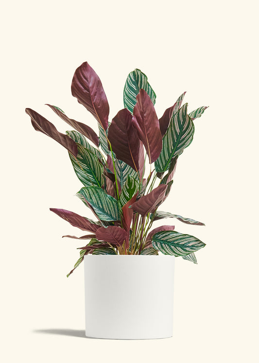 Calathea Pinstripe in a 8 inches White Classic Cylinder Planter 