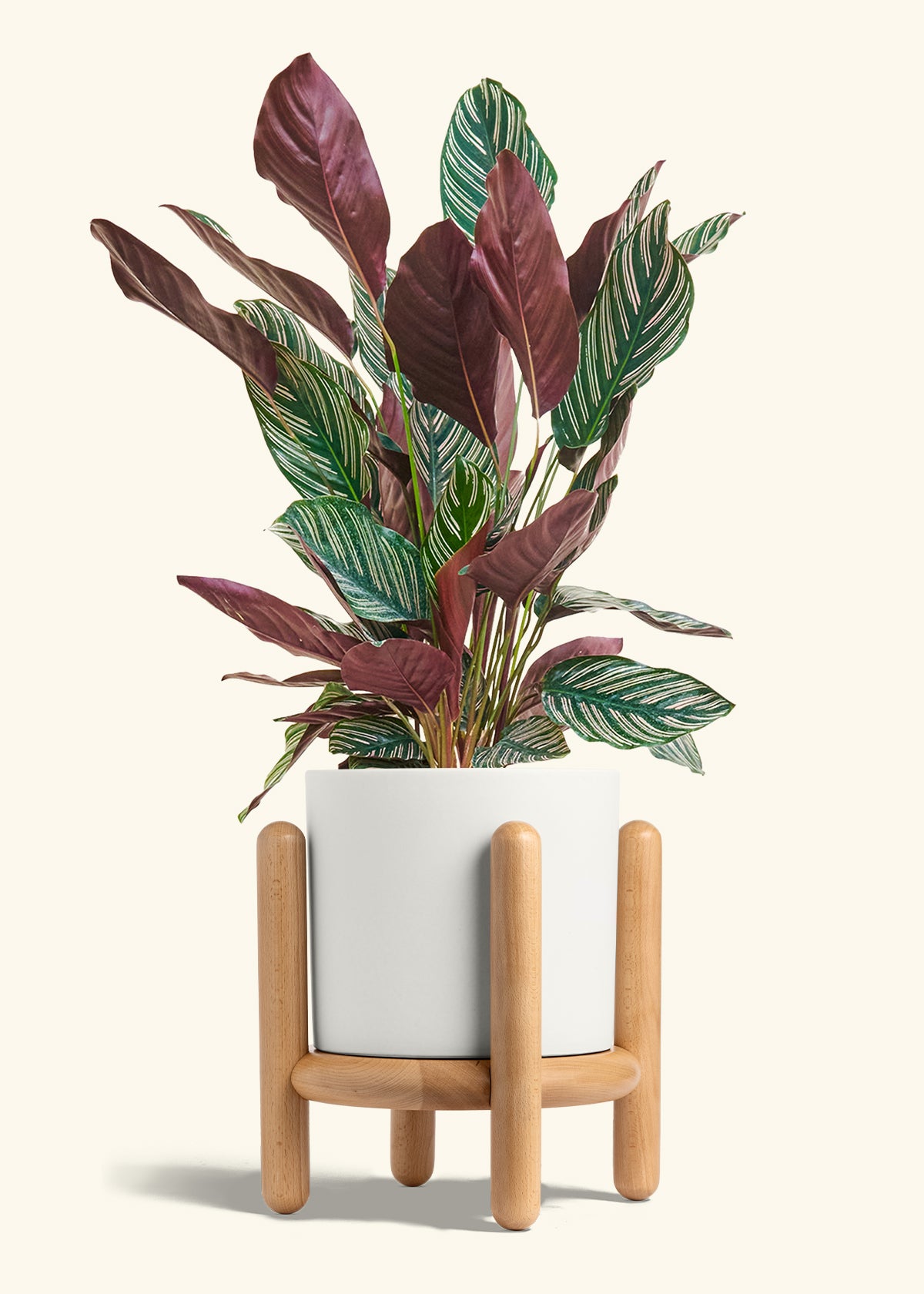 Calathea Pinstripe in a 8 inches White Classic Cylinder Planter in a Beech Wood Stand