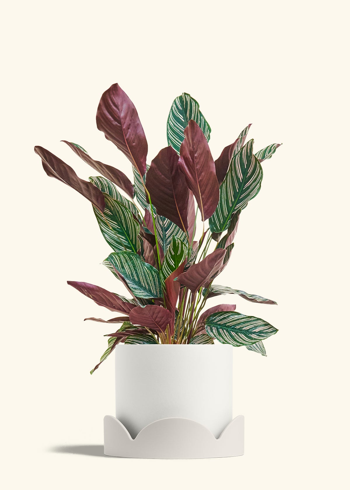 pinstripe prayer plant Calathea Pinstripe