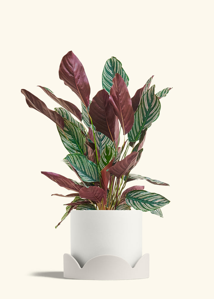 Calathea Pinstripe in a 8 inches White Classic Cylinder Planter in a Oat Petal Drip Tray