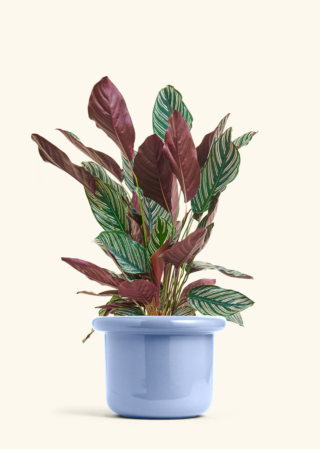 Calathea Pinstripe in a 8 inches Fat Lip Blue Planter 