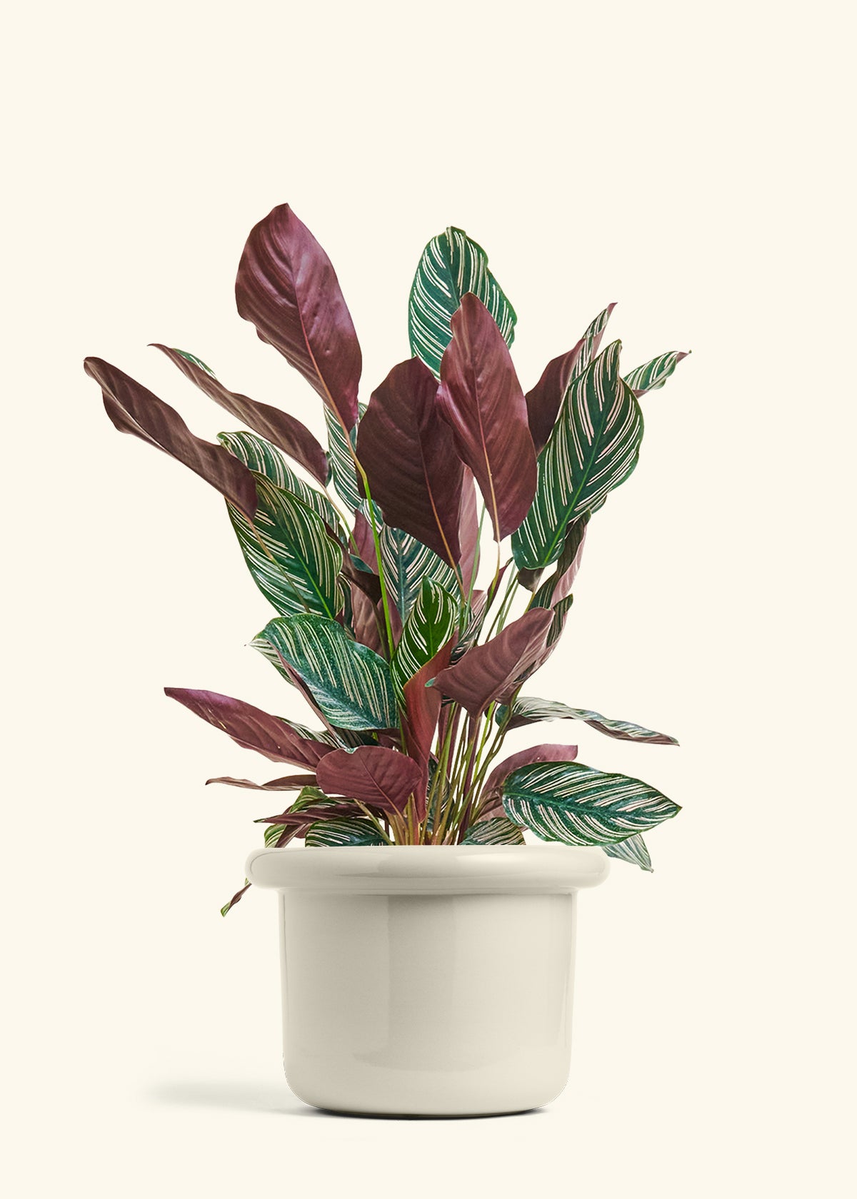 house plant pink stripes Calathea Pinstripe – Hey Rooted