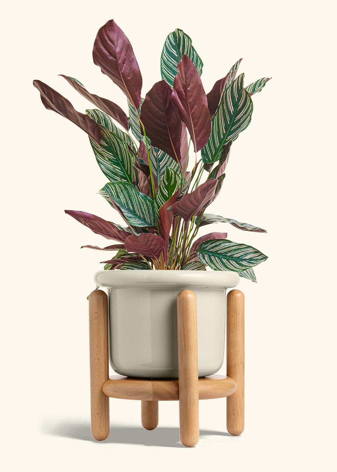 Calathea Pinstripe in a 8 inches Fat Lip Oat Planter in a Beech Wood Stand