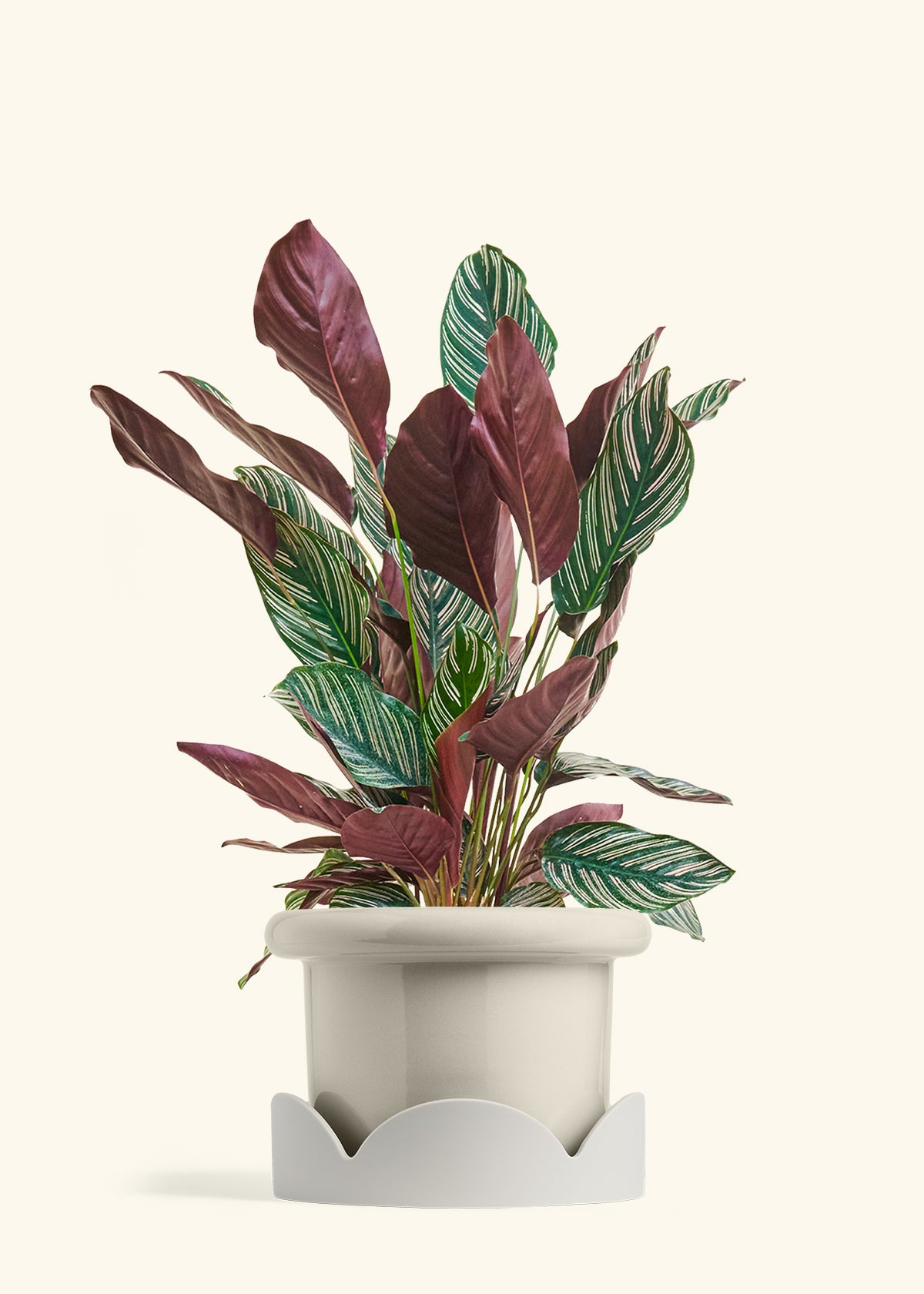 Calathea Pinstripe in a 8 inches Fat Lip Oat Planter in a Oat Petal Drip Tray