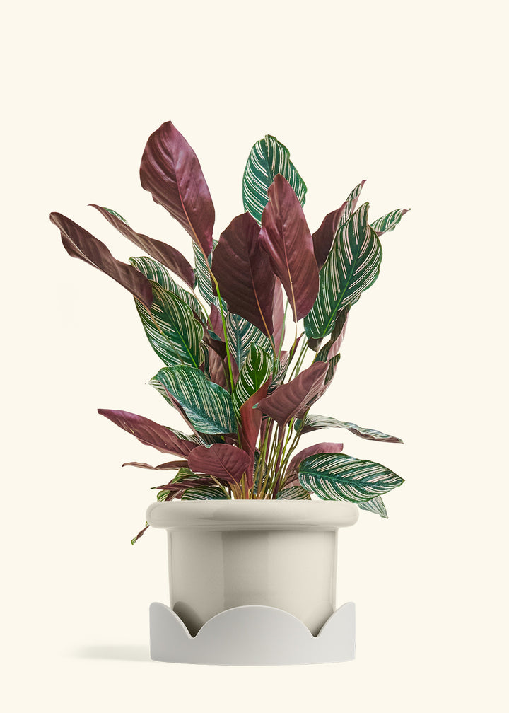 Calathea Pinstripe in a 8 inches Fat Lip Oat Planter in a Oat Petal Drip Tray