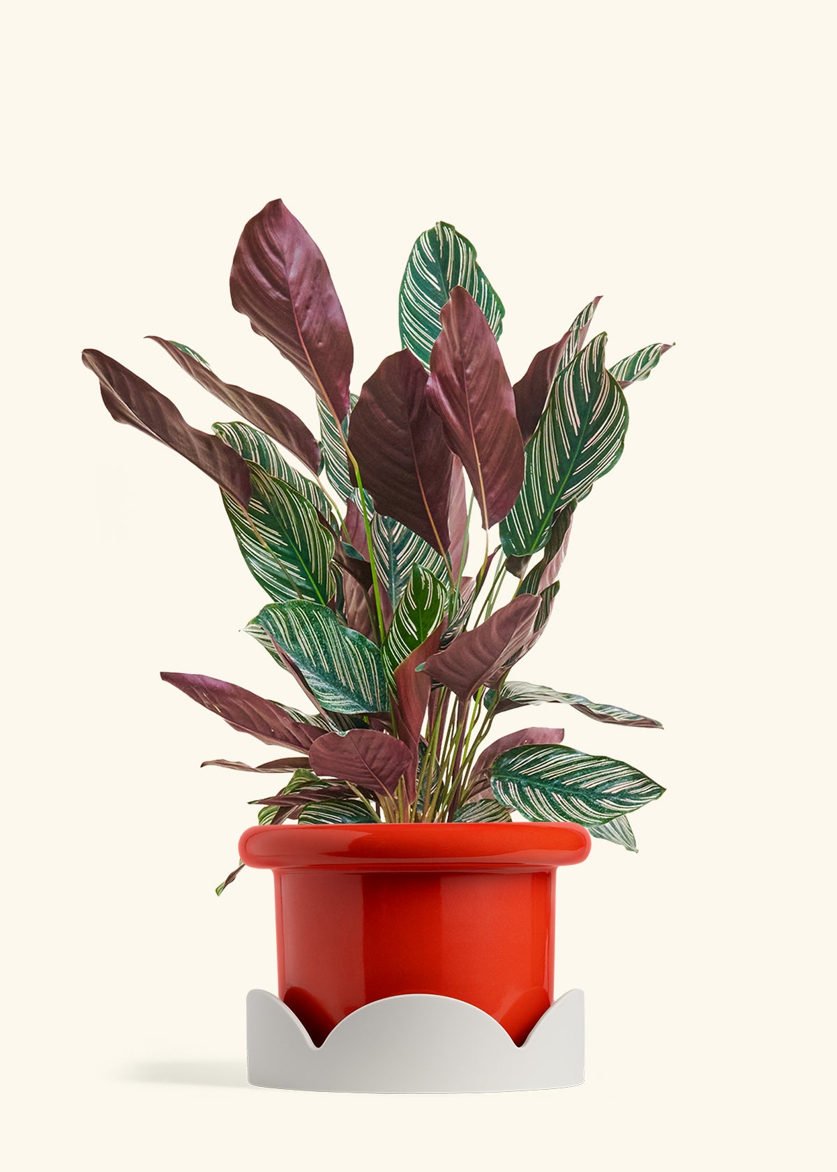 planterina potting mix Calathea Pinstripe