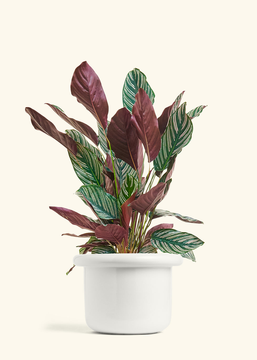 Calathea Pinstripe in a 8 inches Fat Lip White Planter 