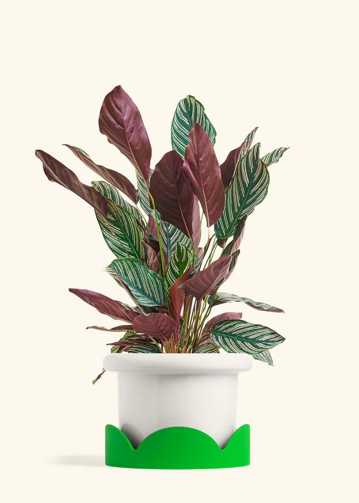 Calathea Pinstripe in a 8 inches Fat Lip White Planter in a Shamrock Petal Drip Tray