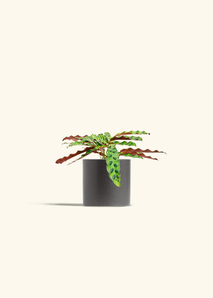 Calathea 'Rattlesnake', Small