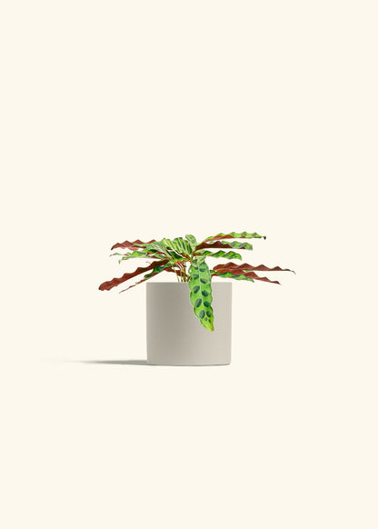 Calathea 'Rattlesnake', Small