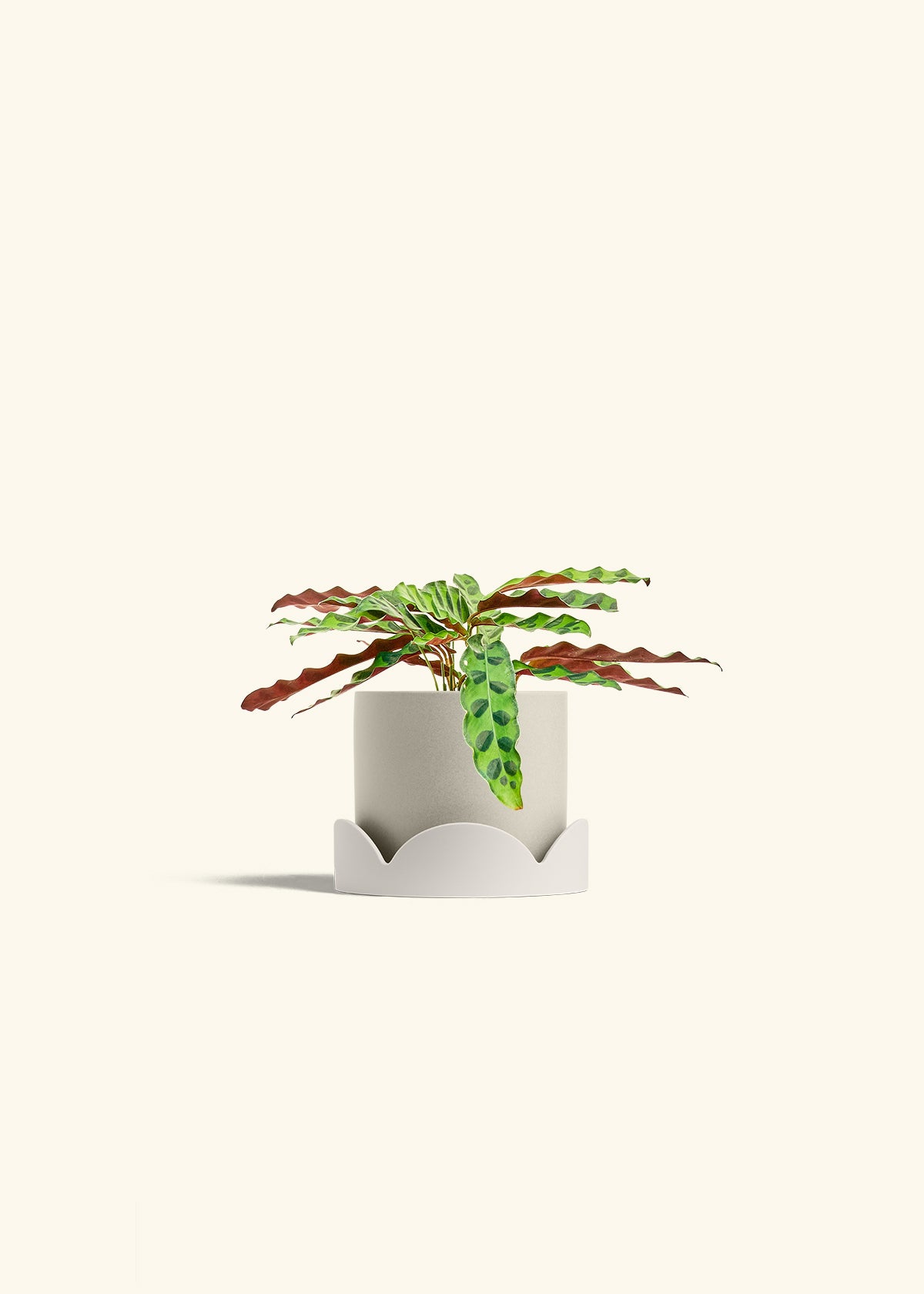 Calathea 'Rattlesnake', Small