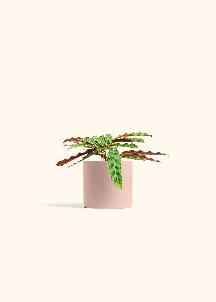 Calathea 'Rattlesnake'