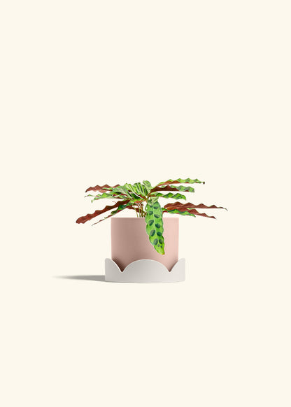 Calathea 'Rattlesnake', Small