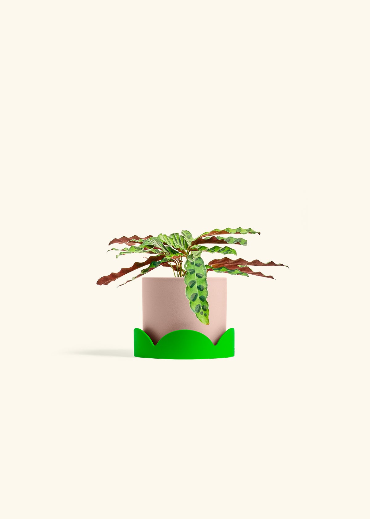 Calathea 'Rattlesnake', Small